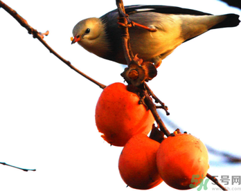 吃柿子肚子疼怎么辦？空腹吃柿子肚子疼怎么辦？