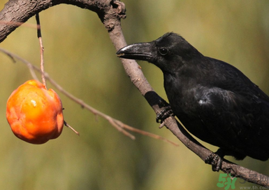 吃柿子肚子疼怎么辦？空腹吃柿子肚子疼怎么辦？