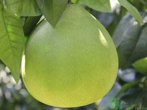 晚上吃柚子會胖嗎？睡前吃柚子會胖嗎？