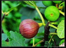 新鮮無花果怎么保存?新鮮無花果可以冷凍嗎?