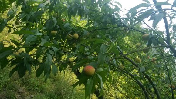 野桃子能吃嗎？野桃子核的功效與作用