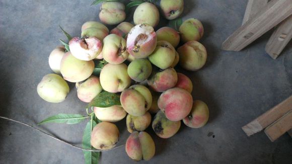 野桃子能吃嗎？野桃子核的功效與作用