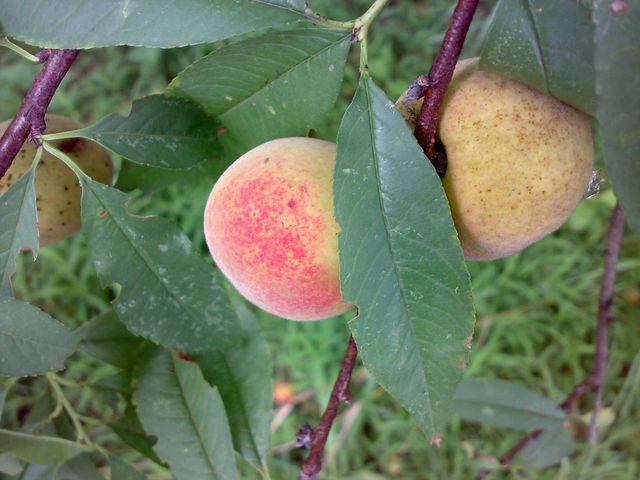 野桃子能吃嗎？野桃子核的功效與作用
