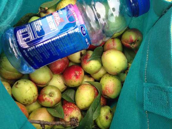 野桃子能吃嗎？野桃子核的功效與作用