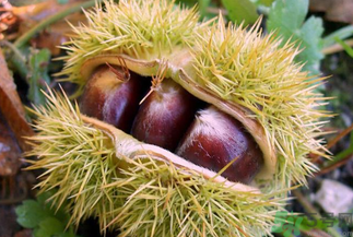 板栗怎么煮？板栗怎么煮好吃？