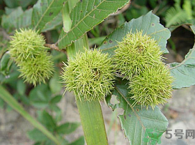 板栗怎么煮？板栗怎么煮好吃？