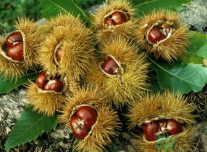 熟板栗怎么保存？炒熟的板栗怎么保存？