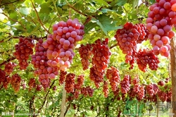 葡萄酒怎么做？葡萄酒什么時(shí)候喝最好？