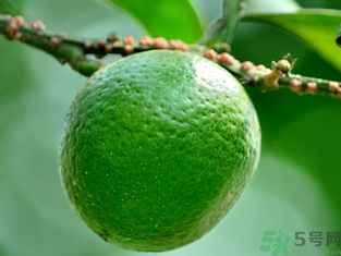 孕婦可以吃青桔子嗎？青桔子孕婦可以吃嗎？