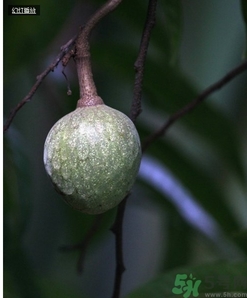 牛心果怎么吃？牛心果的功效和作用