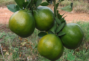 桔子怎么保存？青桔子怎么保存？