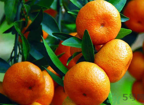 桔子怎么保存？青桔子怎么保存？