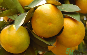 桔子怎么保存？青桔子怎么保存？