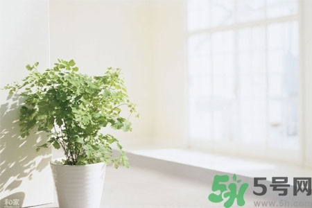 怎樣凈化室內(nèi)空氣？如何凈化家里的空氣？