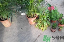 怎樣凈化室內(nèi)空氣？如何凈化家里的空氣？