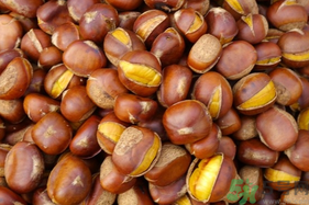 孕婦吃生板栗好還是熟的好？孕婦可以吃熟板栗嗎？