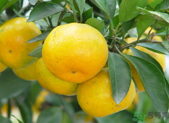 吃桔子有什么好處和壞處？桔子吃了有什么好處？