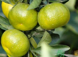 孕婦吃桔子好嗎？孕婦吃桔子有什么好處？