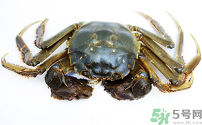 河蟹可以冷凍嗎？活河蟹可以冷凍保存嗎？