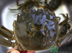 河蟹可以冷凍嗎？活河蟹可以冷凍保存嗎？