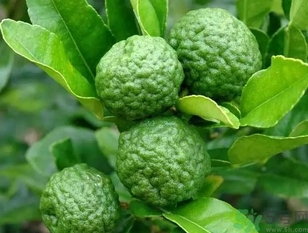 泰國檸檬怎么吃？泰國檸檬的功效作用