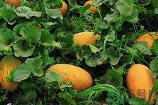 便秘可以吃哈密瓜嗎？哈密瓜可以治療便秘嗎？