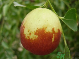 新鮮棗子怎么保存？新鮮棗子能放冰箱嗎？