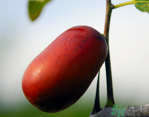 新鮮棗子怎么保存？新鮮棗子能放冰箱嗎？