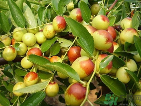 新鮮棗子怎么保存？新鮮棗子能放冰箱嗎？