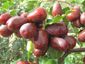 孕婦可以吃新鮮的棗子嗎？孕婦吃新鮮的棗子好嗎？