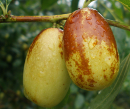 吃鮮棗補(bǔ)血嗎？吃什么棗補(bǔ)血最好？