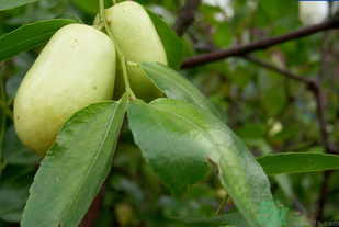 青棗子怎么保存？青棗子怎么保存時(shí)間長？