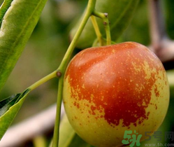 晚上吃冬棗會胖嗎？晚上吃冬棗好嗎？