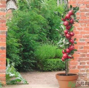 紅肉蘋果多少錢一斤？紅肉蘋果的功效作用