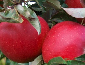 紅肉蘋果多少錢一斤？紅肉蘋果的功效作用