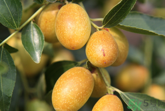 孕婦能吃青棗子嗎？青棗子孕婦能吃嗎？