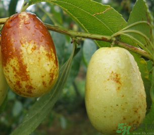 孕婦能吃青棗子嗎？青棗子孕婦能吃嗎？