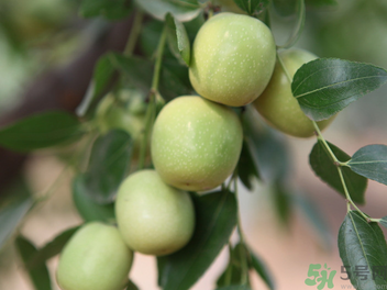 孕婦能吃青棗子嗎？青棗子孕婦能吃嗎？