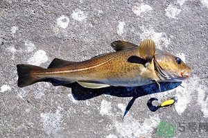 銀鱈魚和鱈魚哪個(gè)好?銀鱈魚和鱈魚的區(qū)別 銀鱈魚和鱈魚哪個(gè)好?銀鱈魚和鱈魚的區(qū)別