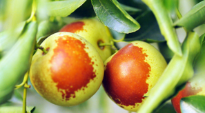 吃新鮮棗子會(huì)胖嗎？吃新鮮棗子會(huì)長(zhǎng)胖嗎？