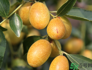 吃鮮棗會拉肚子嗎？吃新鮮棗子會拉肚子嗎？