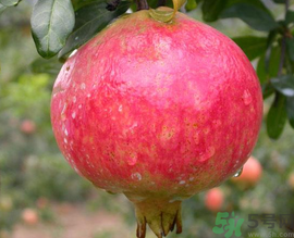 什么是軟籽石榴？軟籽石榴籽可以吃嗎？