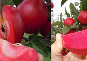紅肉蘋(píng)果多少錢(qián)一斤？紅肉蘋(píng)果的功效作用