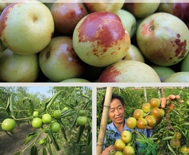 冬棗什么時(shí)候上市？冬棗是什么季節(jié)的？