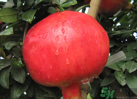 軟籽石榴是轉(zhuǎn)基因嗎？突尼斯軟籽石榴是轉(zhuǎn)基因嗎？