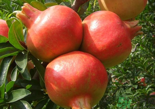 軟籽石榴是轉(zhuǎn)基因嗎？突尼斯軟籽石榴是轉(zhuǎn)基因嗎？