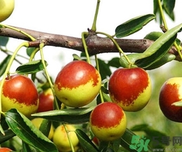 冬棗是轉(zhuǎn)基因食品嗎？冬棗是哪里的特產(chǎn)？