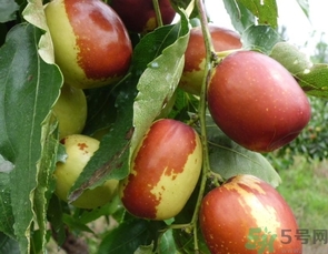 冬棗是轉(zhuǎn)基因食品嗎？冬棗是哪里的特產(chǎn)？