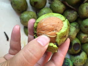 新鮮核桃上火嗎？吃新鮮核桃會上火嗎？