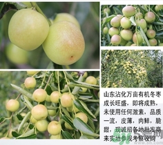 冬棗是青棗嗎？冬棗和青棗的區(qū)別